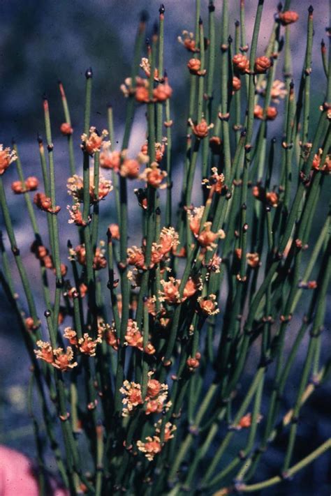 Ephedra Viridis