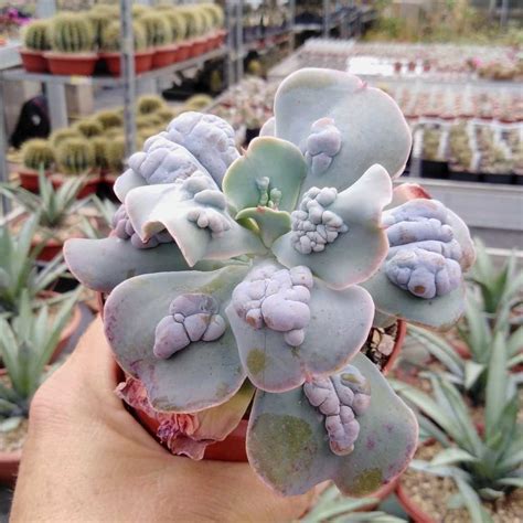 Echeveria Cv Paul Bunyan Uhlig Kakteen More Than 5000 Different