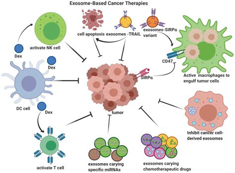 A Review On Exosome Based Cancer Therapy