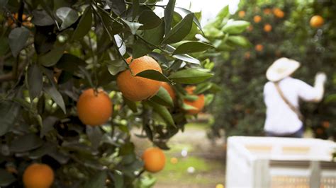 Video Can Science Save California Citrus From Greening Disease Uctv University Of