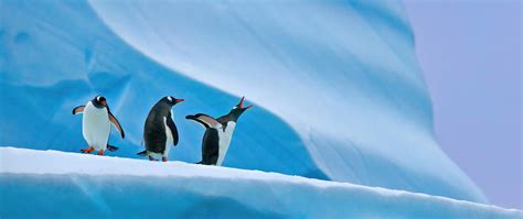 2560x1080 Penguins In Antarctica 5k Wallpaper,2560x1080 Resolution HD ...