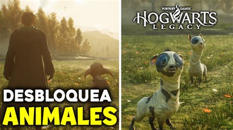 Como Desbloquear Las Criaturas MÁgicas En Hogwarts Legacy Vivero