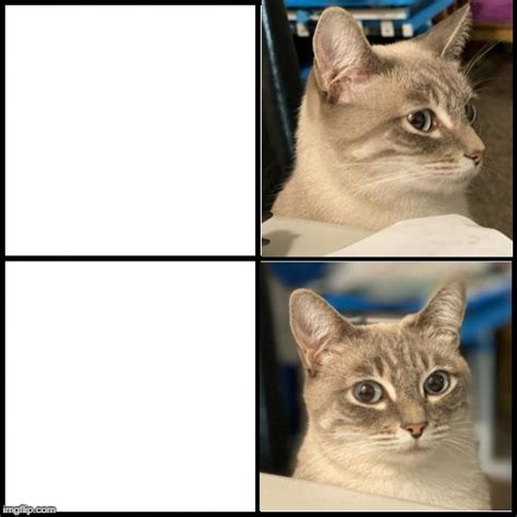 Meme Cat V2 Blank Template Imgflip