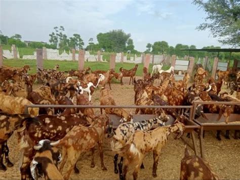 Brown Sirohi Female Goat At Rs 260kg In Nagaur Id 27022853562