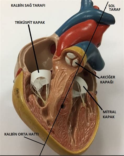 Prof Dr Ahmet Akgül ASD Atrial Septal Defekt Oluşumu Şikayet