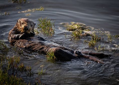 Sea Otters Predators