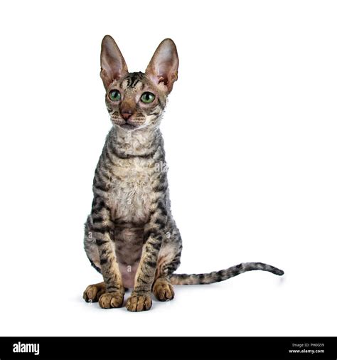 Black Cornish Rex