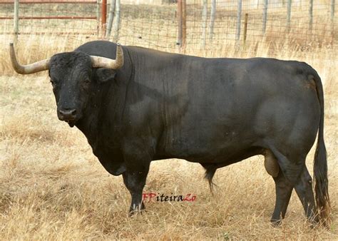 Muere Marismeño el toro que se ganó la vida en el ruedo y a punto