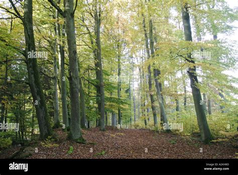 beech  oak wood  res stock photography  images alamy