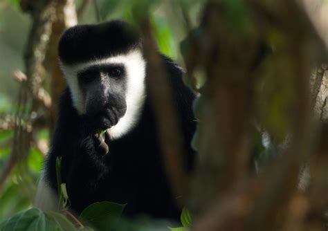 Premium Photo Monkey Looking Away In A Forest