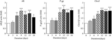 Mrna Expressions And Protein Levels Of Ar P Gp And Clcn In Lenses Of