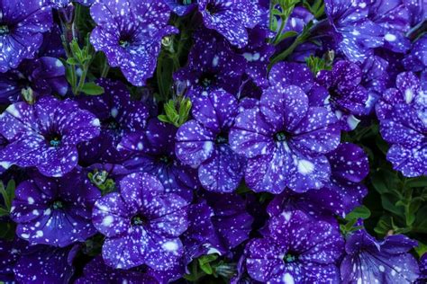 Meaning Of Petunias Petunia Flower Symbolism Allwaysflower