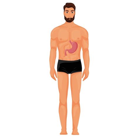 Estômago Na Ilustração Do Corpo Humano Vetor Premium