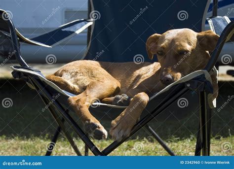 Dog In Camping Chair Stock Photo Image Of Pets Chair 2342960