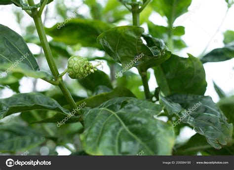 Morinda Citrifolia Fruit Leaf Noni Cheese Fruit — Stock Photo