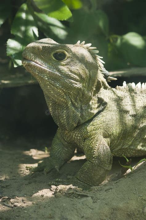 Tuatara stock photo. Image of prehistoric, zealand, nature - 35082414