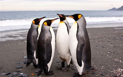 5 King Penguin Penguins Stroll Hd Wallpaper Rare Gallery