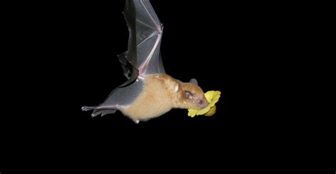 La chauve souris ce mammifère volant Dossier