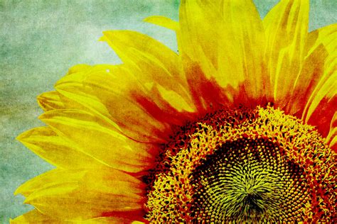 Sunflower Vintage Art Free Stock Photo - Public Domain Pictures