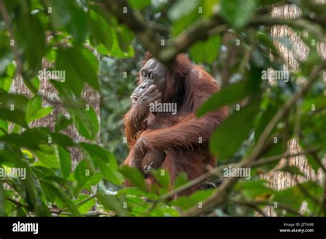 Critically endangered Bornean orangutans (Pongo pygmaeus) in a reserve ... 