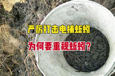 中央一号文件为何要提“严厉打击电捕蚯蚓”？蚯蚓意味着什么？