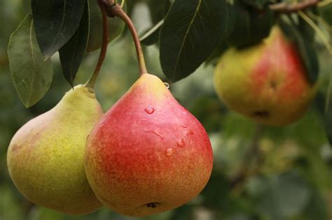 Apple And Pear Jam Certo