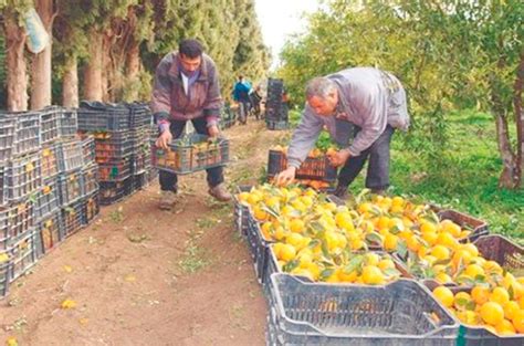 Une Production De Plus De Quintaux Dagrumes R Alis Relizane