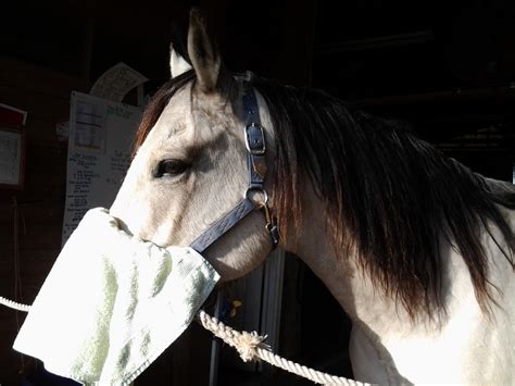 Memoirs Of A Horse Girl April 2013