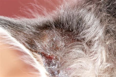 Dermatite atopique chez le chat Symptômes et traitement