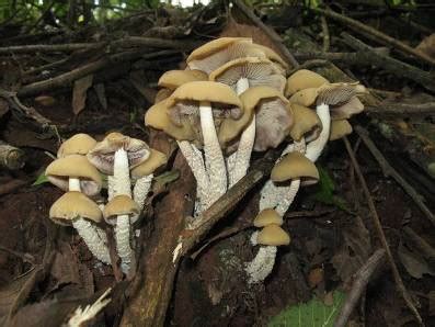 Psilocybe Caerulescens