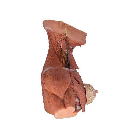 China Human Body Teaching Models Manufacturers Suppliers Factory - MEIWO