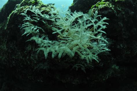 Stinging Bush Hydroid From La Paz Mx Bs Mx On August At