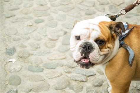 Fotos gratis : perrito, perro, buldog, vertebrado, Viejo bulldog inglés ...