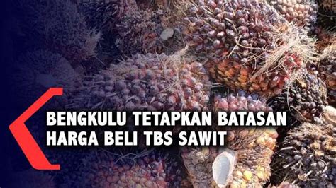 Bengkulu Tetapkan Batasan Harga Beli Tbs Sawit