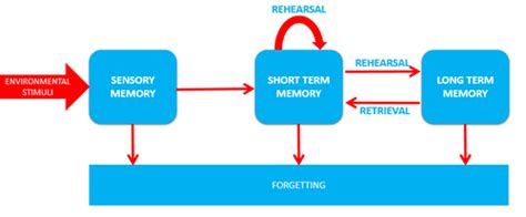 Psychology Memory Flashcards Quizlet