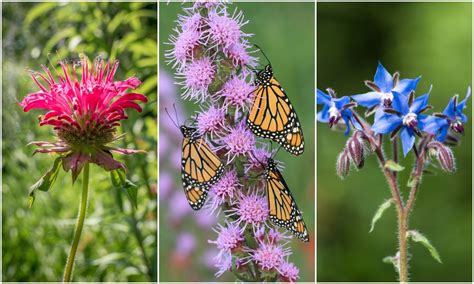 60 Plants To Attract Bees Butterflies And Other Important Insects