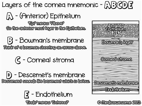 Medicowesome: Layers of the cornea mnemonic