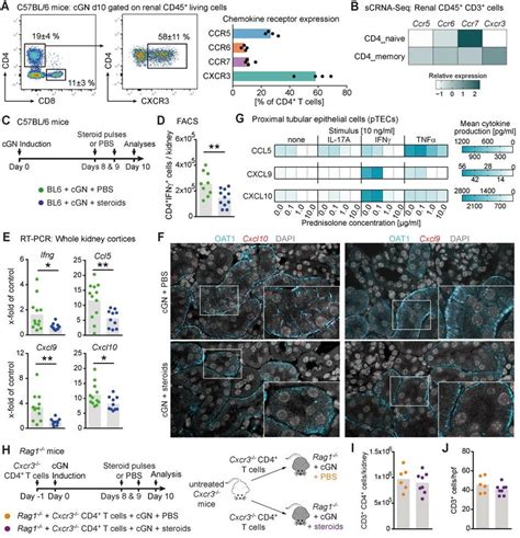 The Recruitment Of Cxcr3 Th1 Cells In Murine Cgn Is Attenuated By