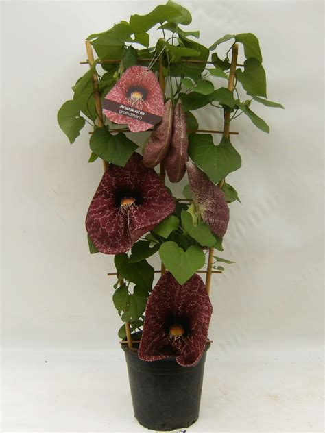 A Potted Plant With Red Flowers And Green Leaves On Its Side In Front