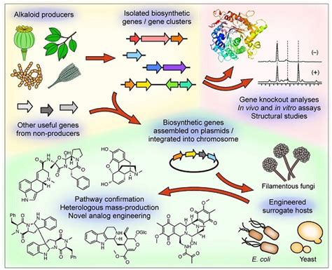 Molecules Free Full Text Evaluation Of Biosynthetic Pathway And