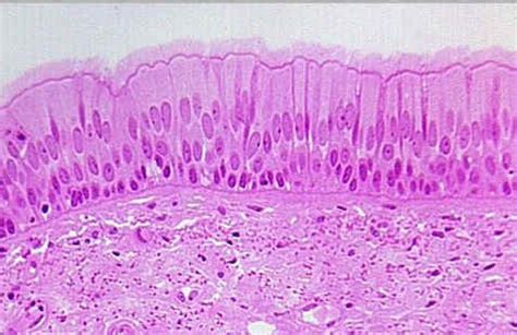 Tissue Examples Runyan Grigsby S Science Page