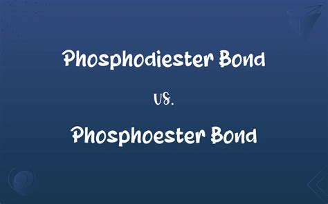 Phosphodiester Bond vs. Phosphoester Bond: What’s the Difference?