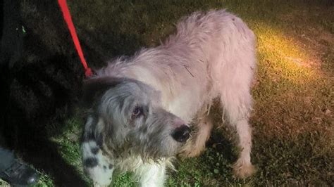 Lanza A Su Perro Por Un Viaducto De Metros De Altura En Ourense Y