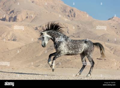 Quiz Le Pur Sang Arabe Races Chevaux