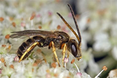 Halictus Seladonia tumulorum Gewöhnliche Goldfurchenbiene Schmal