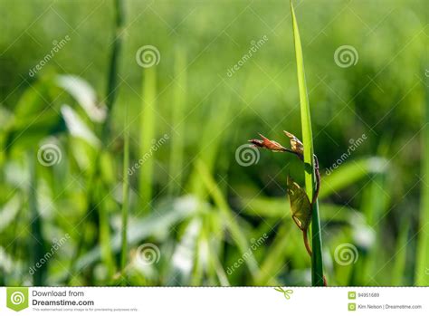 Tall Grass In The Spring Stock Image Image Of Climbing 94951689