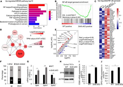 Frontiers Sirt Regulates The Development Of Medullary Thymic