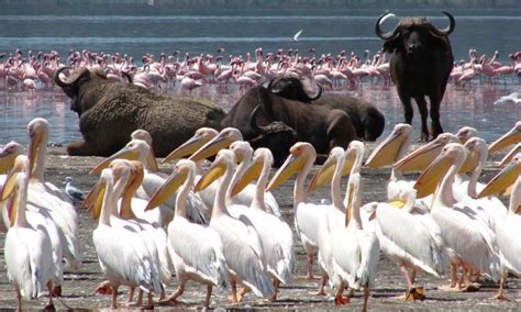 Guide To Visiting Lake Nakuru National Park Kenya Wildlife Safaris