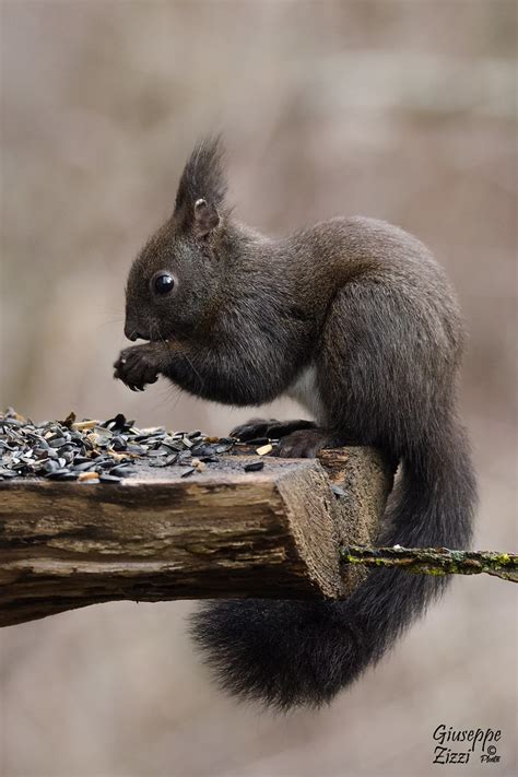 Scoiattolo Comune Sciurus Vulgaris Rodentia Sciuridae Giuseppe