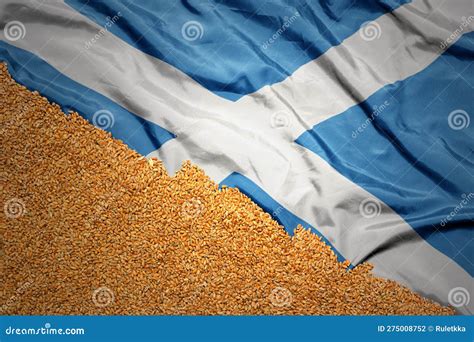 Wheat Grain On The Waving Colorful National Flag Of Scotland Macro